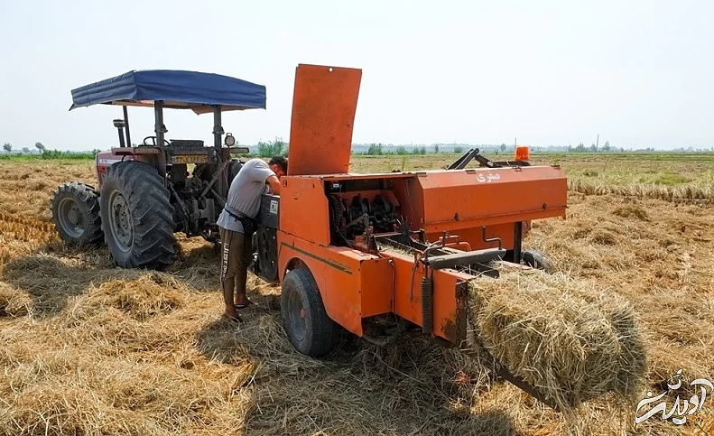 (تصاویر) برداشت برنج در مازندران